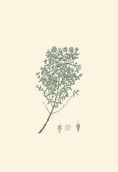 Thymus vulgaris, 1800-1819