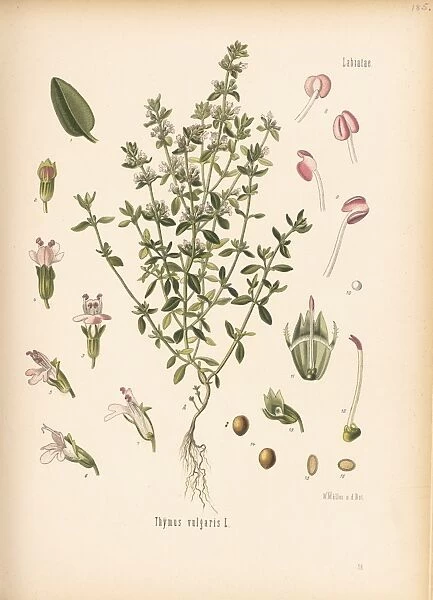 Thymus vulgaris, thyme