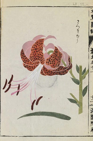 Tiger lily (Lilium tigrinum), woodblock print and manuscript on paper, 1828
