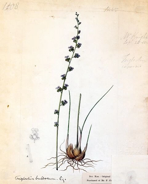 Tiglochin bulbosum ( Boulbous-rooted Arrow Grass )