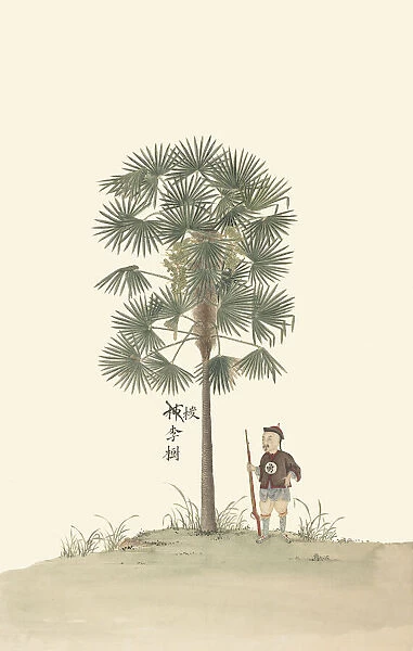 Trachycarpus fortunei, ca 1850