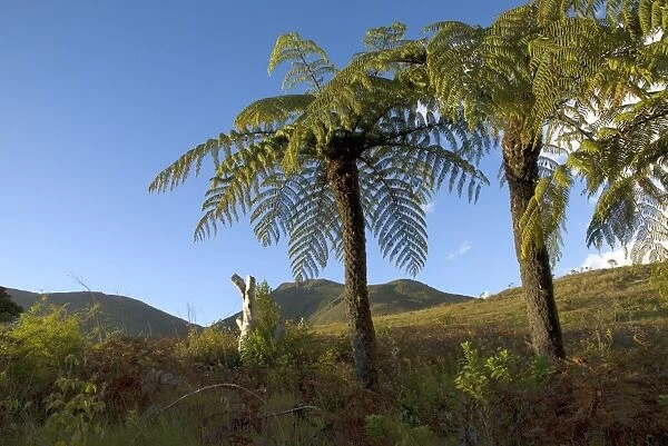 tree ferns in Malawi