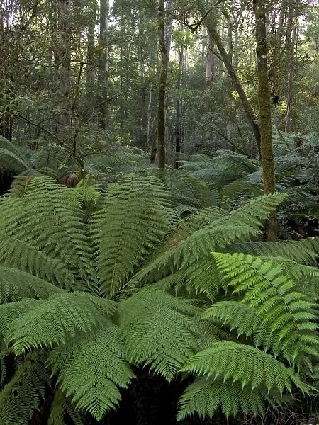 Tree Ferns, Tasmania