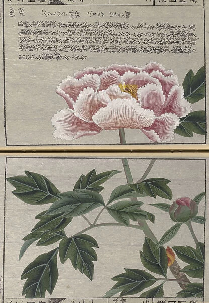Tree peony (Paeonia suffruticosa), woodblock print and manuscript on paper, 1828