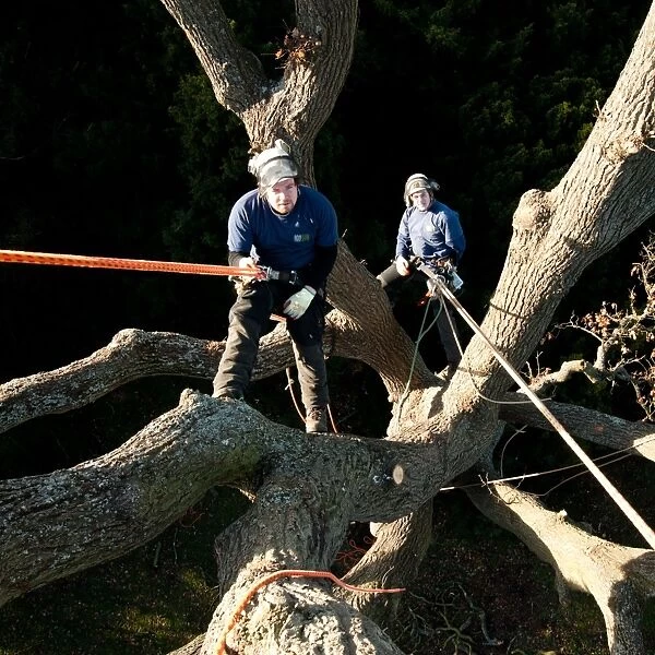 Tree surgeons, RBG Kew
