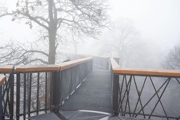 treetop walkway in the mist