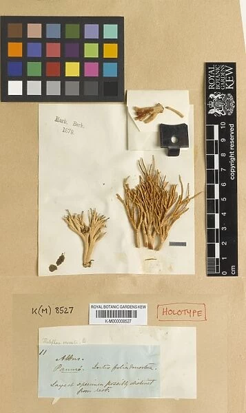 Tremellodendron ocreatum (Berk. ) P. Roberts