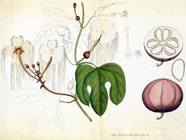 Trichosanthes heteroclita, R