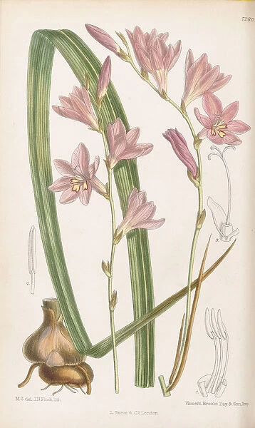 Tritonia rosea, 1893