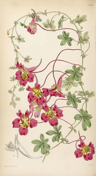 Tropaeolum speciosum, 1847