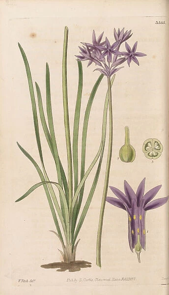 Tulbaghia violacea, 1837
