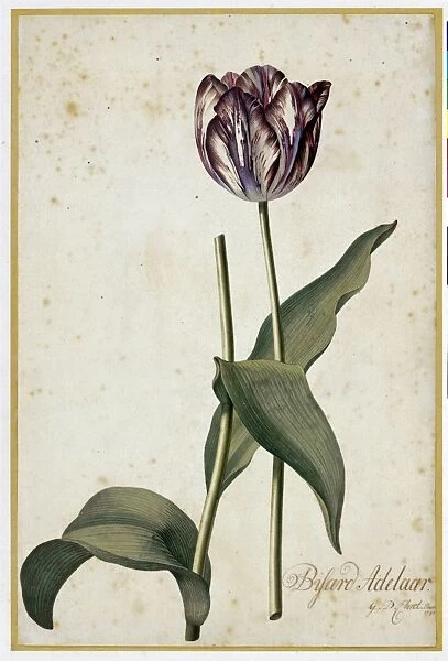 Tulip Bissard Adelaar, 1740
