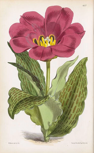 Tulipa gregii, 1875. Hand-coloured lithograph on paper by Walter Hood Fitch, 1875