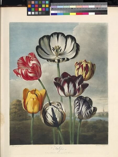 Tulips, 1799-1807. Colour mezzotint, finished by hand of Tulipa x gesneriana cultivars