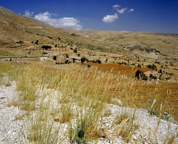 The upper slopes Mount Lebanon with wild barley in the foregroun