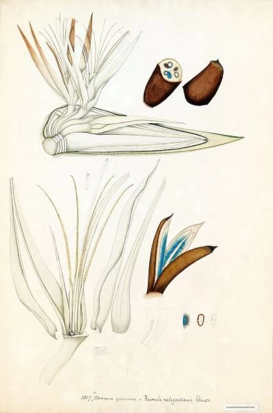 Urania speciosa Willd. (Ravenala madagascariensis, Traveller s
