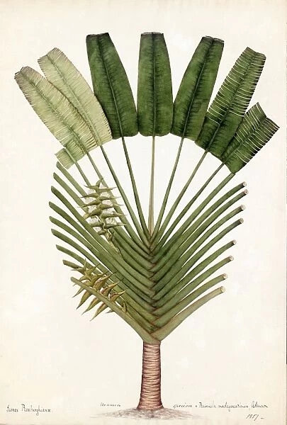 Urania speciosa, Willd. (Ravenala madagascariensis, Travellers Palm )