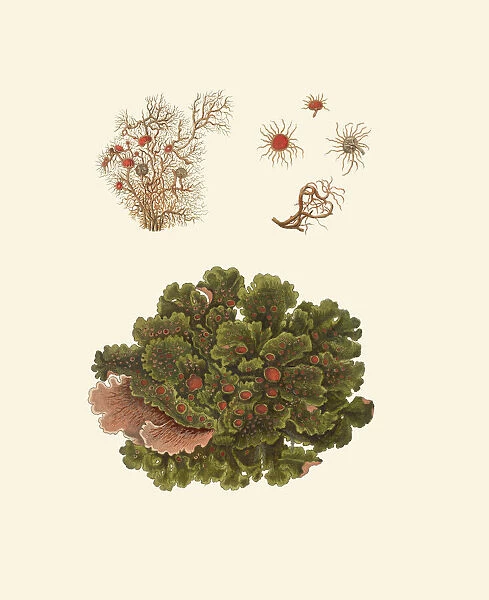 Usnea austroafricana, Ricasolia virens, beard lichen, lichen