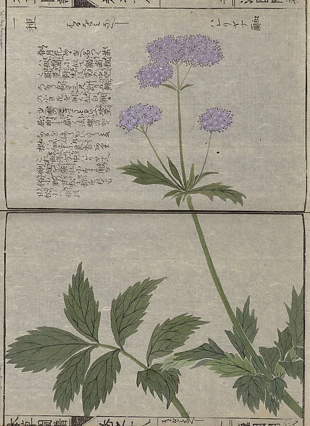 Valeriana (Valeriana fauriei), woodblock print and manuscript on paper, 1828