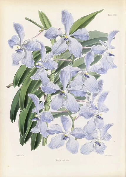 Vanda coerulea (Blue vanda), 1862