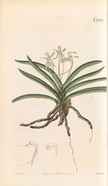 Vanda falcata aka Neofinetta falcata (Wind orchid), 1819