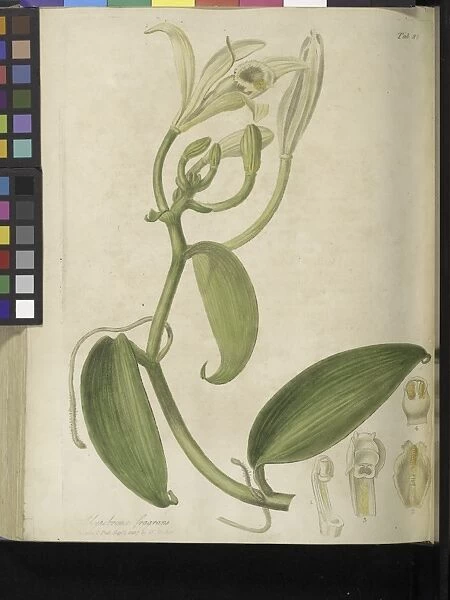 Vanilla planifolia, 1805-1807