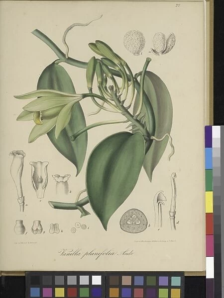Vanilla planifolia, 1805-1846