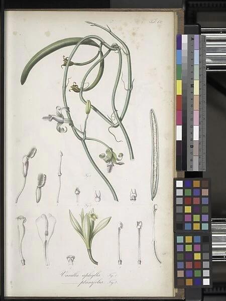 Vanilla planifolia, 1835-1848
