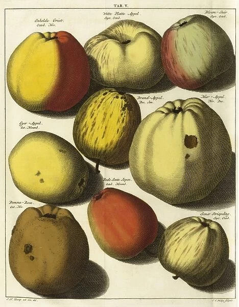 Varieties of apples from Jean Herman Knoop, Pomologie