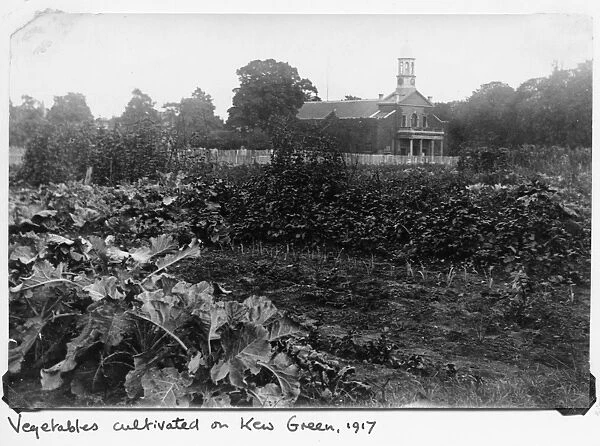 Vegetables cultivated on Kew Green, 1917