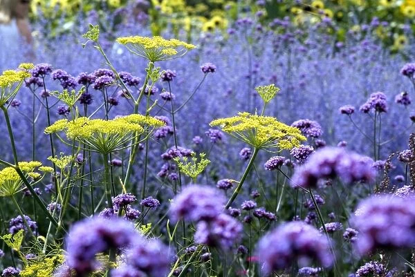 verbena and fennel. purple flowers in colour spectrum display