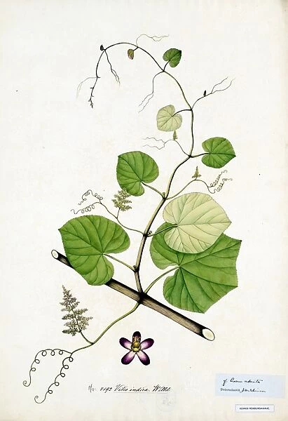 Vitis indica, Willd. Watercolour on paper, no date (late 18th, early 19th century)
