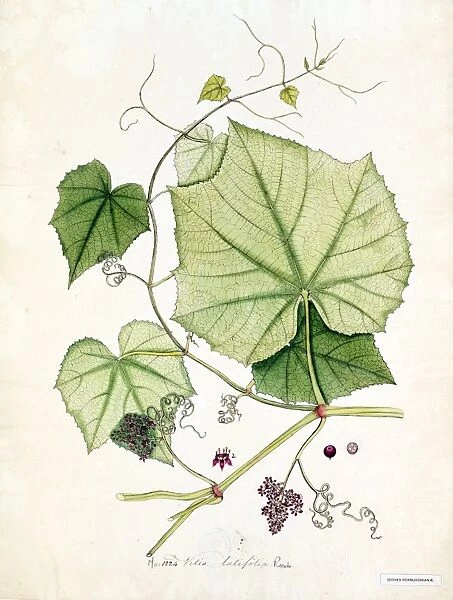 Vitis latifolia, R. Watercolour on paper, no date (late 18th, early 19th century)
