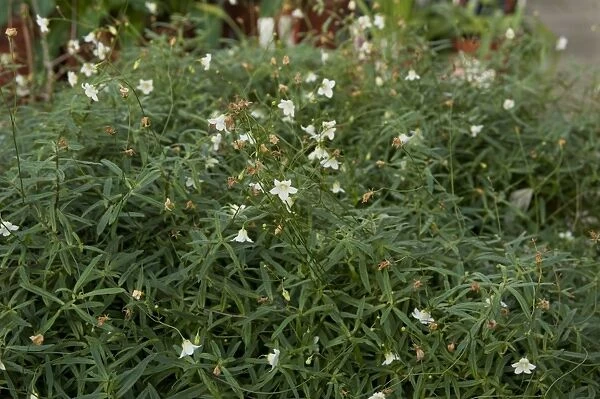 Wahlenbergia angustifolia
