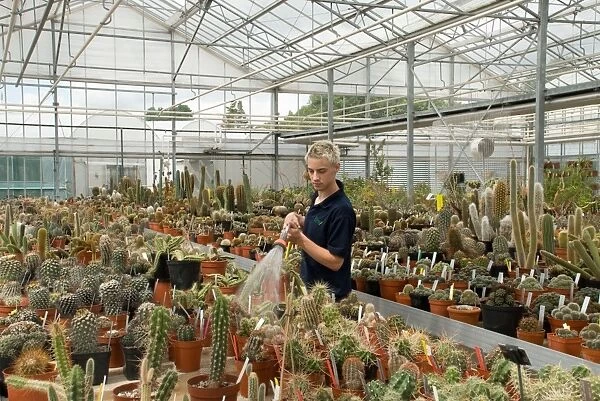 Watering cacti, RBG Kew