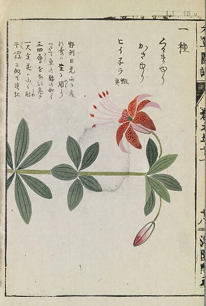 Wheel lily (Lilium medeoloides), woodblock print and manuscript on paper, 1828