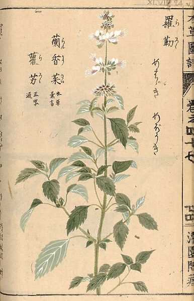 White basil (Ocimum basilicum), woodblock print and manuscript on paper, 1828