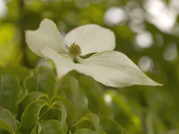 white flower. CORNACEAE, Dendrobenthamia, japonica, var, chinensis 19885226