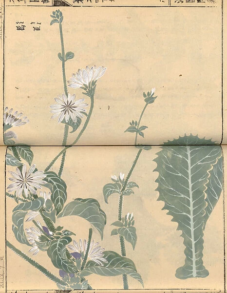 White-flowered endive, (Cichorium endivia) woodblock print and manuscript on paper, 1828