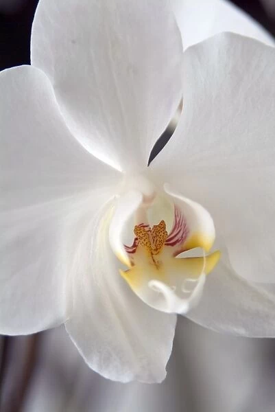white phalaenopsis. orchid on display