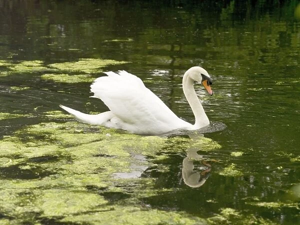White swan. White sawn at Kew Gardens