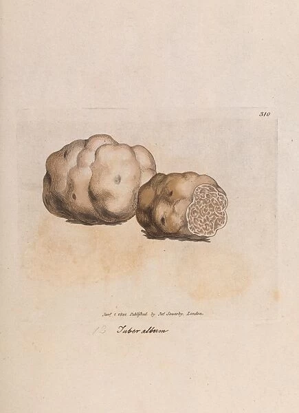 White truffle. Tuber magnatum as Tuber album