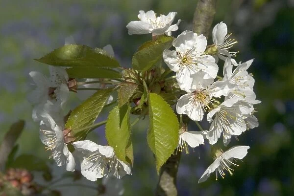 Wild Cherry. ROSACEAE, Prunus Avium,, Europe