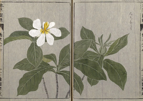 Wild gardenia, (Gardenia jasminoides), woodblock print and manuscript on paper, 1828