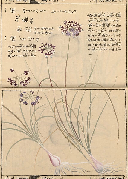 Wild garlic (Allium thunbergii), woodblock print and manuscript on paper, 1828