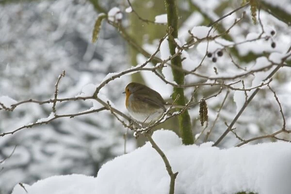 Winter robin. a robin in the snowy branches