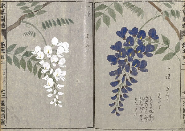 Wisteria (Wisteria brachybotrys), woodblock print and manuscript on paper, 1828