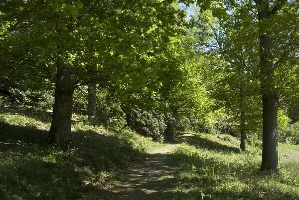 Woodland path in the summer sunshine