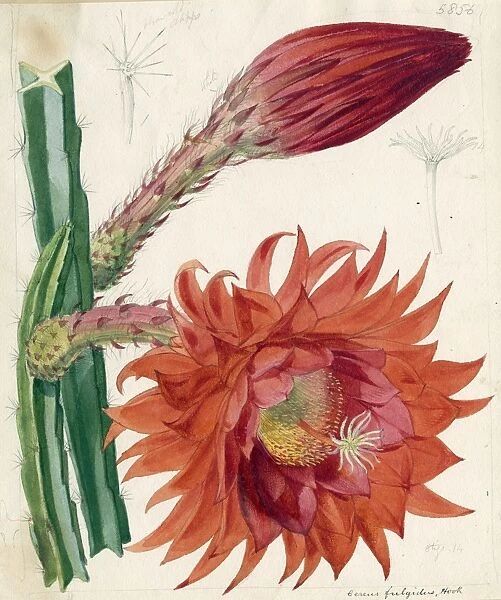 x Disoselenicereus fulgidus, 1870