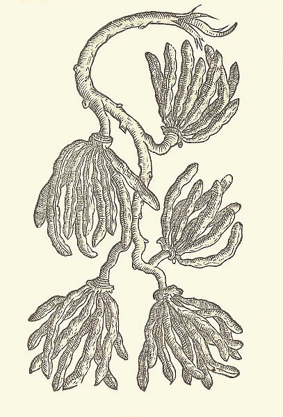 Xylopia aethiopica, 1581